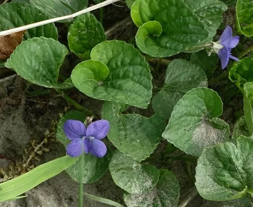 Violet Leaf