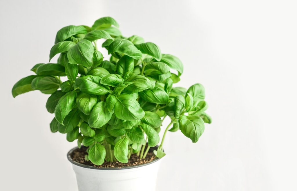 basil, herb, green-3729618.jpg