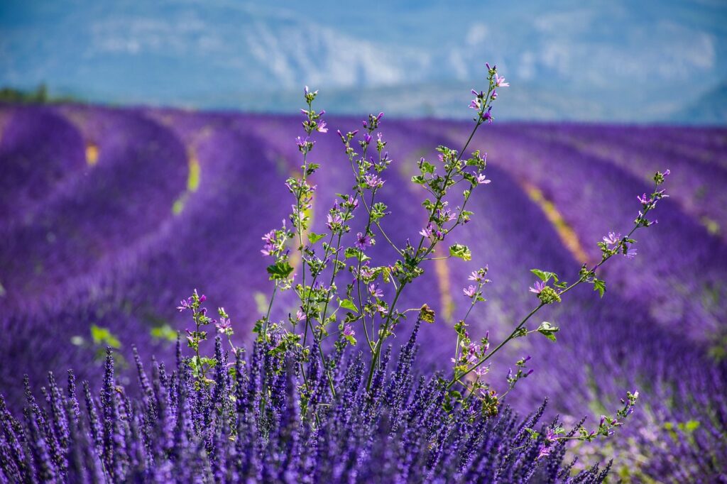 lavender, cool backgrounds, hd wallpaper-3764937.jpg