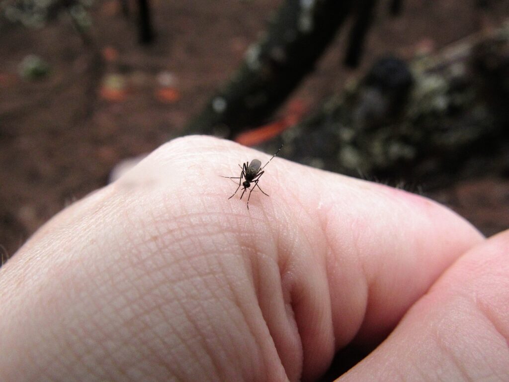 mosquito, insect, hand-2382016.jpg