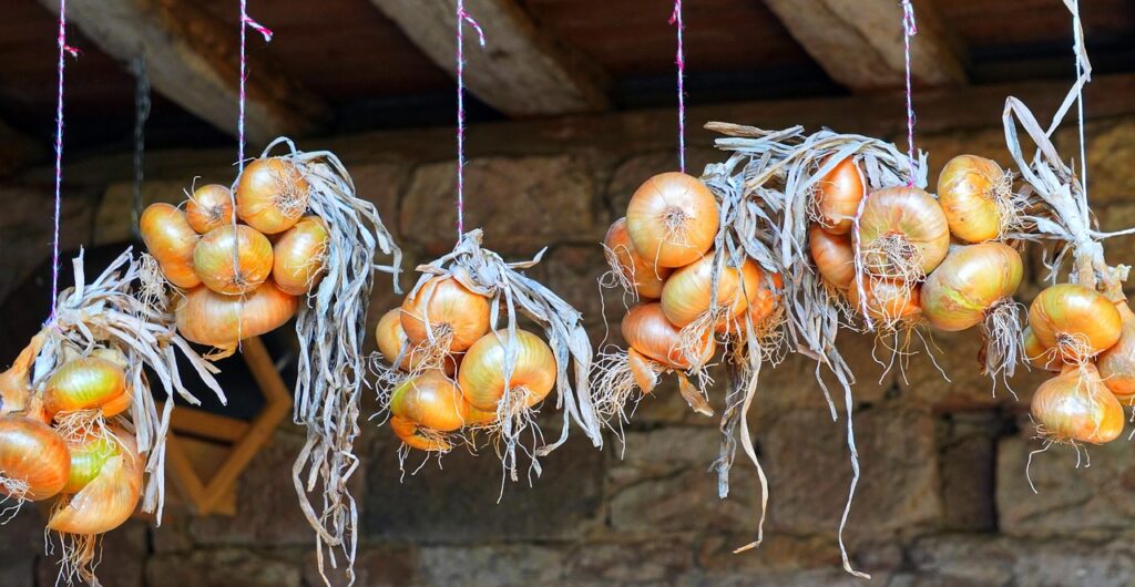 onions, harvest, fresh-4468045.jpg
